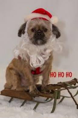 Dog on sleigh2